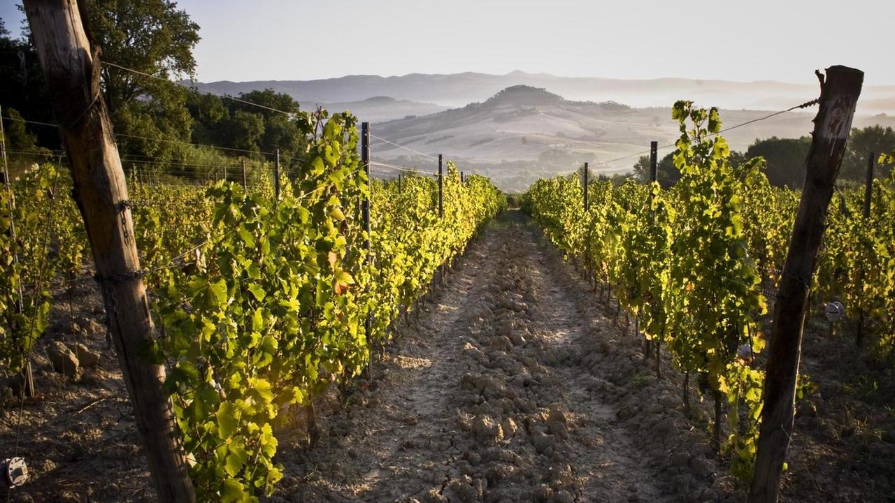 #TengoBanco brinda con i vini Fontemorsi