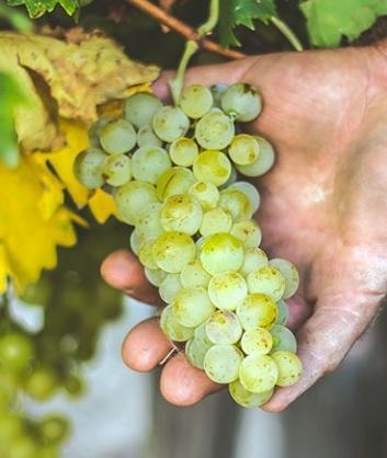 Il Pignoletto vino “Doc” dell’Emilia Romagna