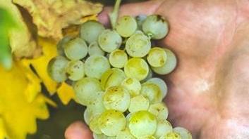 Il Pignoletto vino “Doc” dell’Emilia Romagna