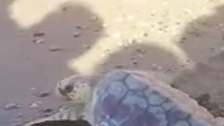 Baby Nanà torna in mare è salva la piccola tartaruga