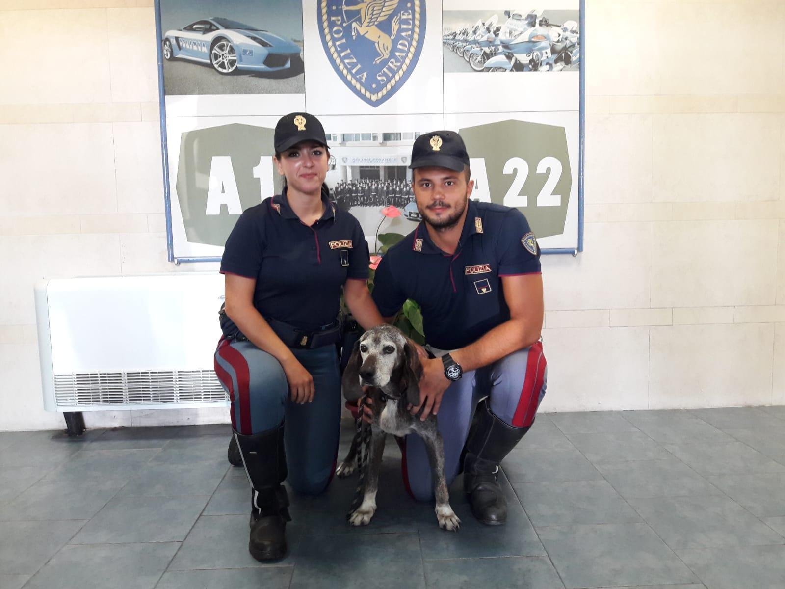 Modena Nord, cane impaurito vaga tra le auto dell'esodo  salvato dalla Stradale 