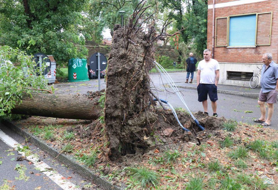 Ferrara, il maltempo presenta un conto salato: centomila euro per gli alberi caduti 