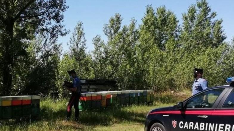 Furti di arnie a Reggio Emilia, chiesto l’aiuto dell’Arma. Gli apicoltori: «Urgono più controlli»