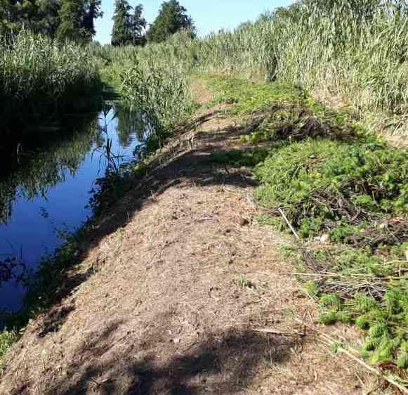 Il Magliano è sotto attacco da parte delle piante “aliene”
