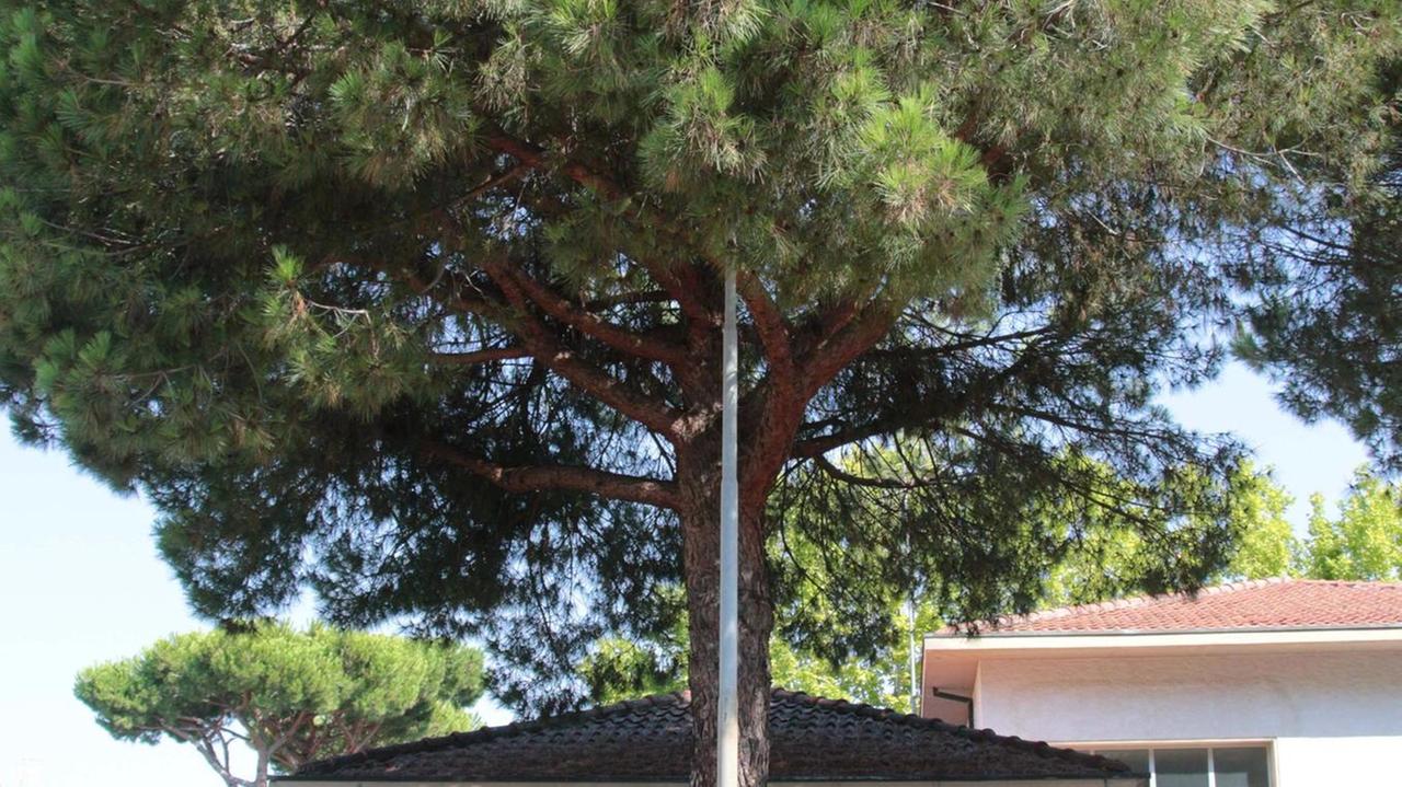 Lampioni avvolti dalle chiome degli alberi