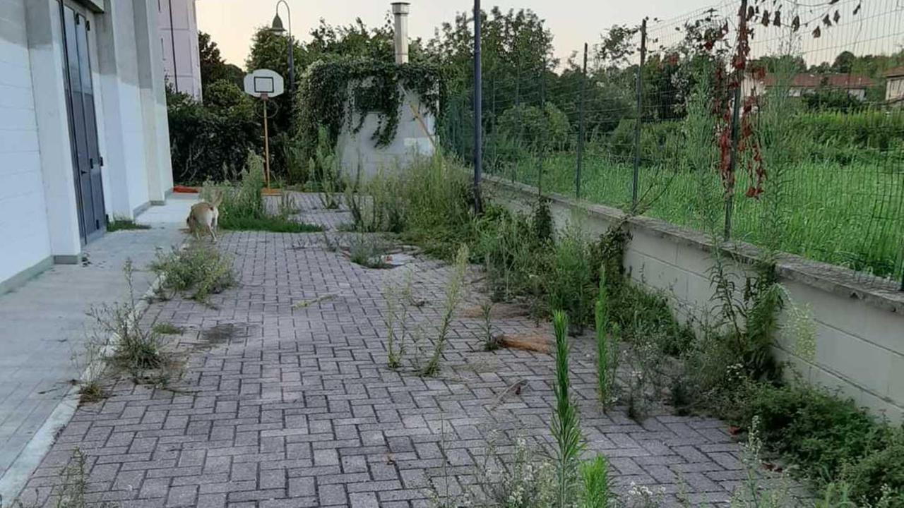 La palestra abbandonata