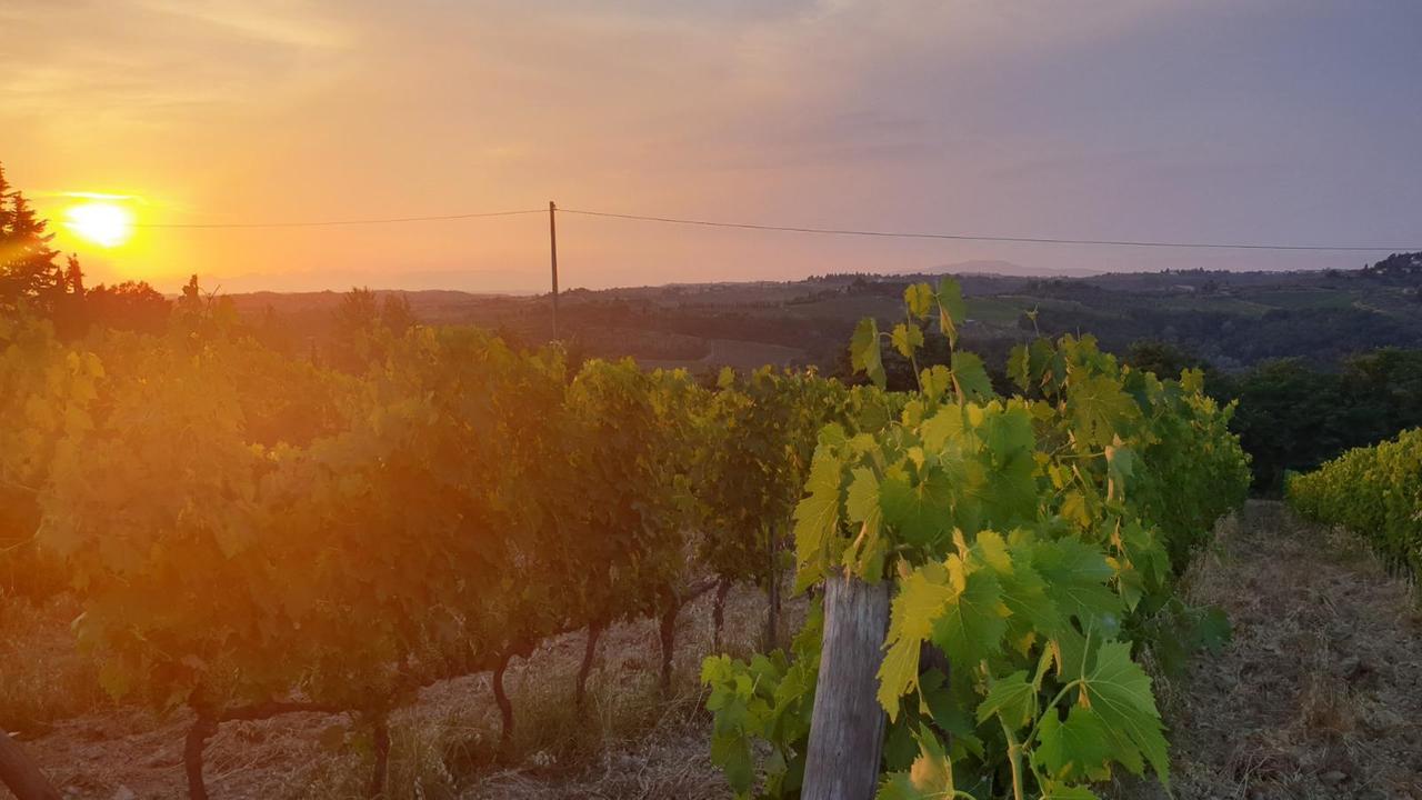 Un bello scorcio di vigneti a Montespertoli
