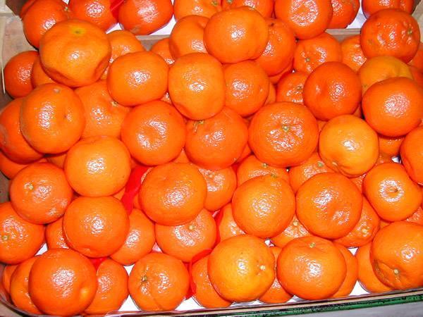 Trovati sette carichi di agrumi infetti nel porto di Livorno 