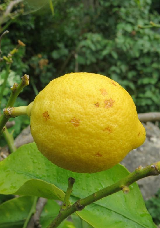 Un limone "malato"