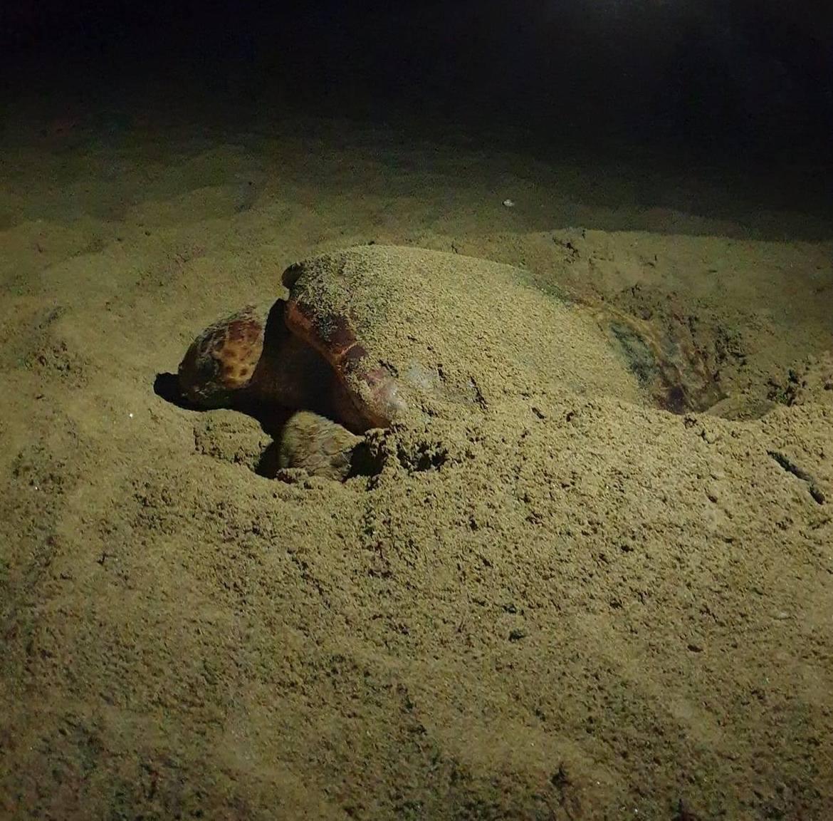 La tartaruga marina scava e depone le uova. Magia a Baratti nella Notte delle stelle 