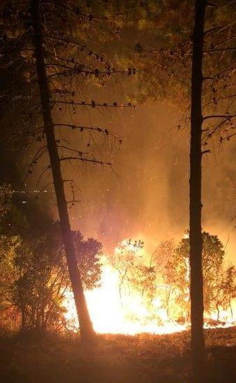 Ripreso l’incendio nel bosco