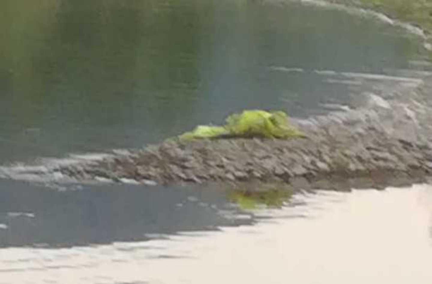 Sacchetti di rifiuti abbandonati sul Serchio