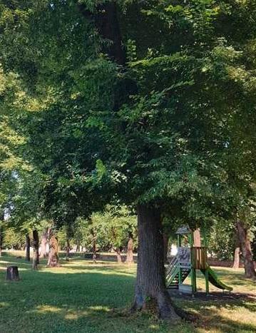 Giù altri sei tigli a Ponte a Moriano e sul San Regolo 