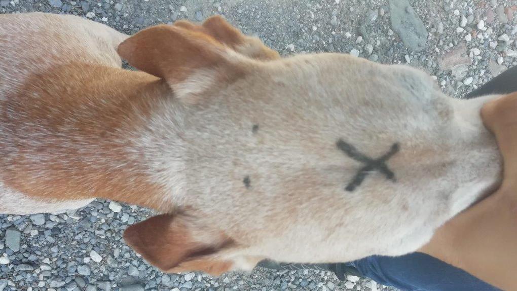 Strani segni sulla testa del cane, il proprietario lancia un appello