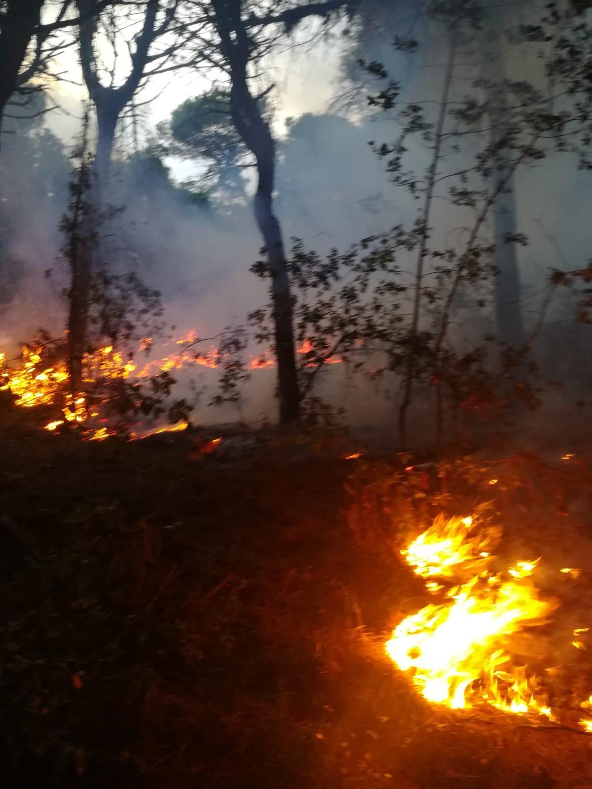 Rogo nella pineta di Levante a Viareggio, tra locali e spiaggia della Lecciona