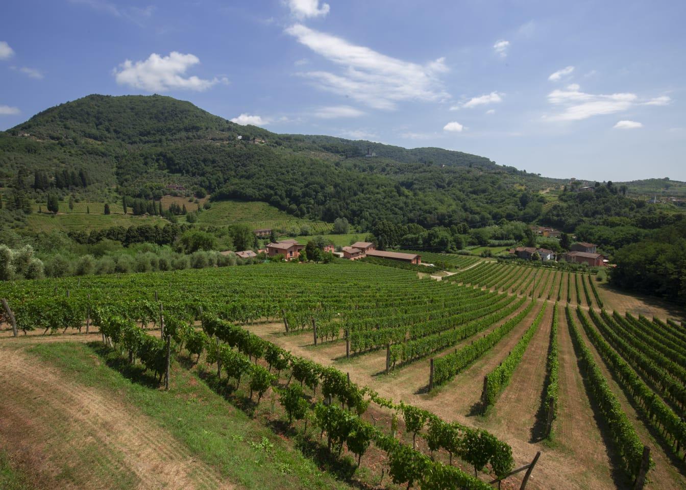 Parla americano il vino prediletto di Tobino. La tenuta del Greo venduta a John Adamo