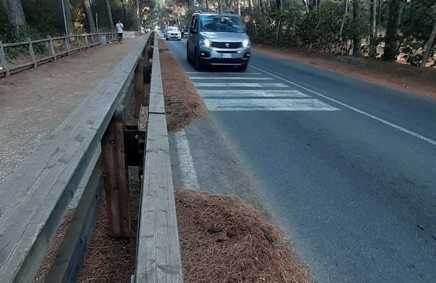 Aghi di pino sulla strada del Puntone: «Rischio incendi altissimo»