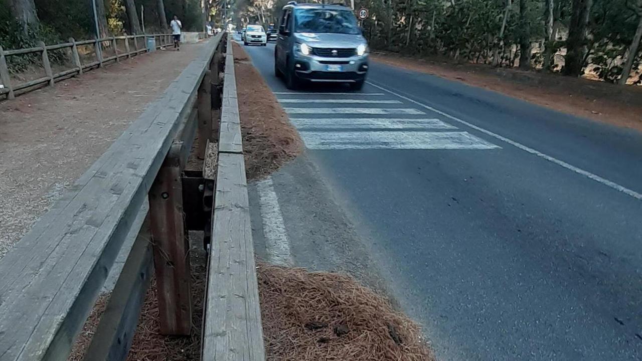 Aghi di pino sulla strada del Puntone: «Rischio incendi altissimo»