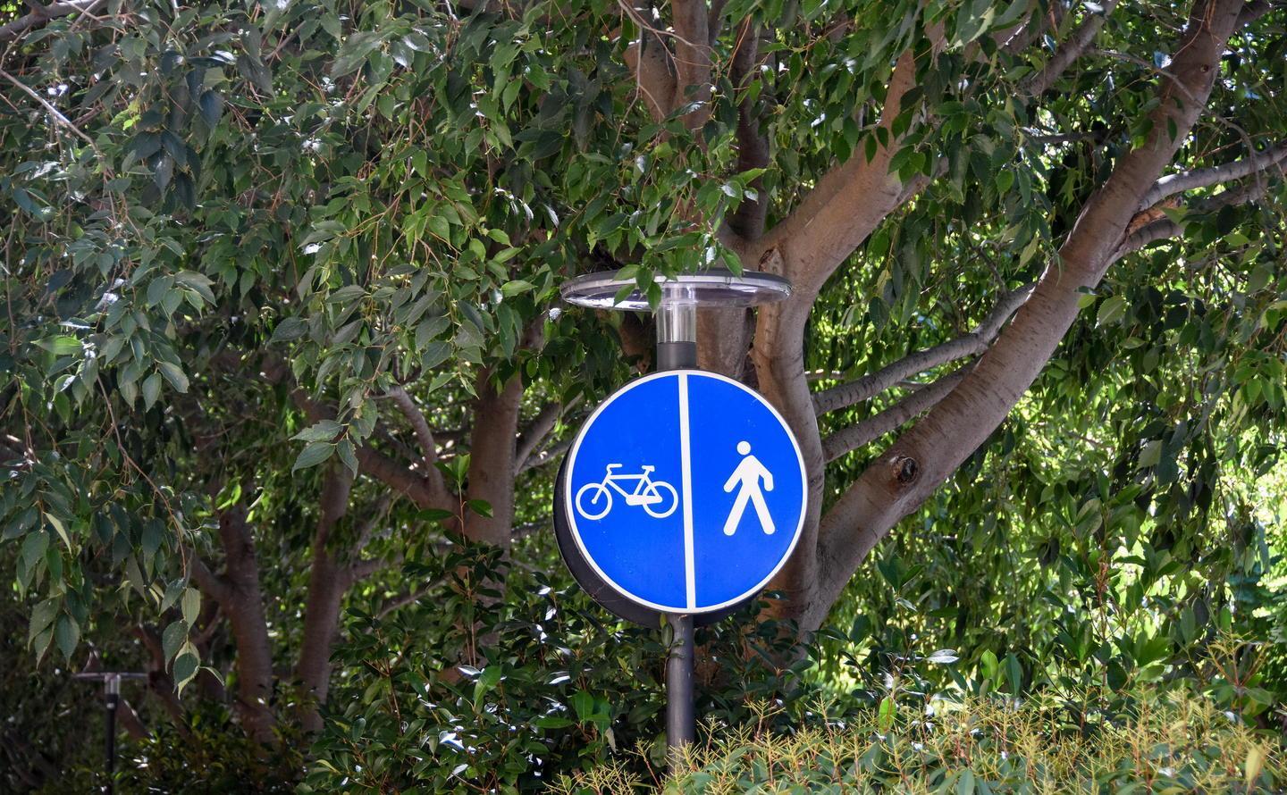 «Sfrondate gli alberi e togliete il fogliame» 