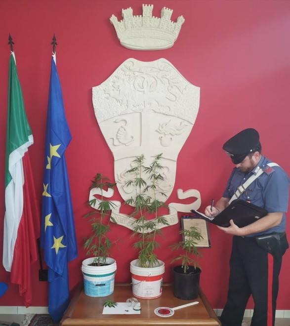 Trovato con tre piante di marijuana in casa 