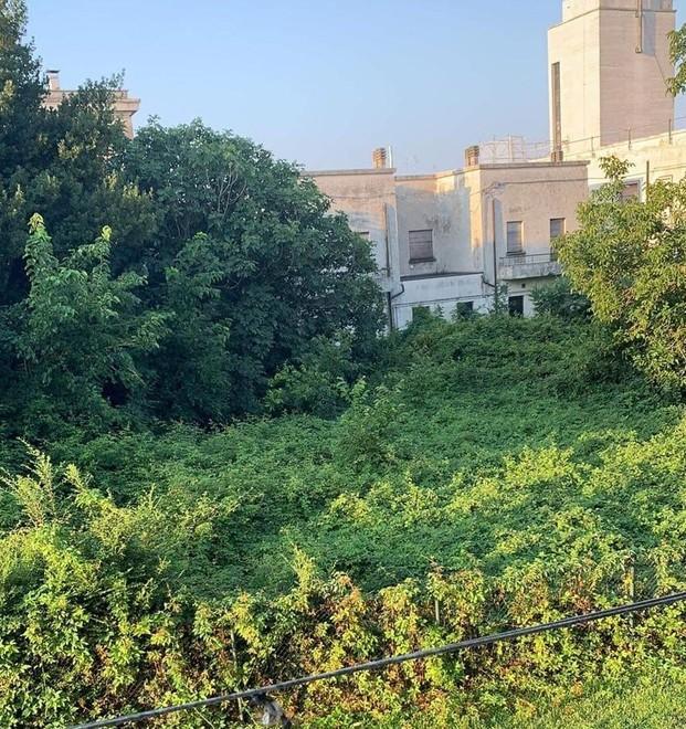 Tresigallo. «Topi e rettili in casa: qualcuno intervenga». Viale Roma è un caso 
