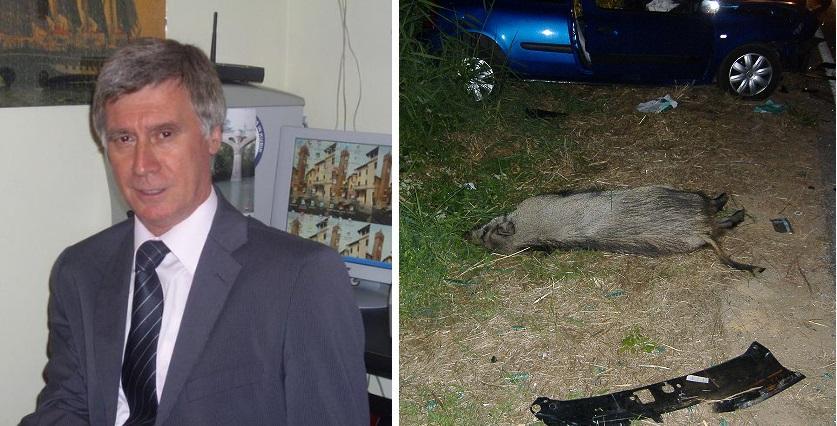 Claudio Ceroni e, a destra, la carcassa di un cinghiale dopo lo scontro con un'auto (foto d'archivio)