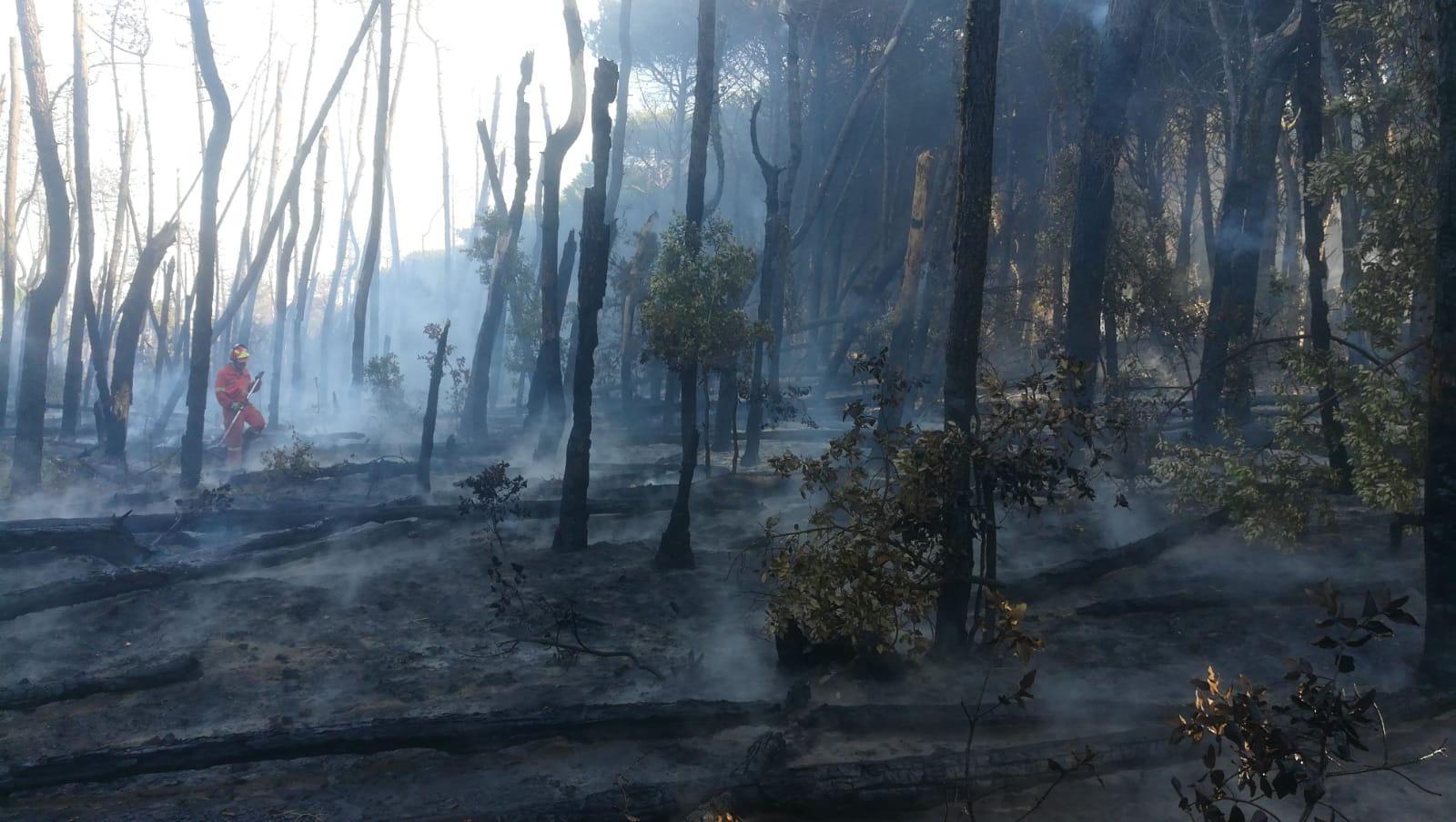 Nel 2020 in Toscana sono già andati a fuoco 150 ettari di boschi 