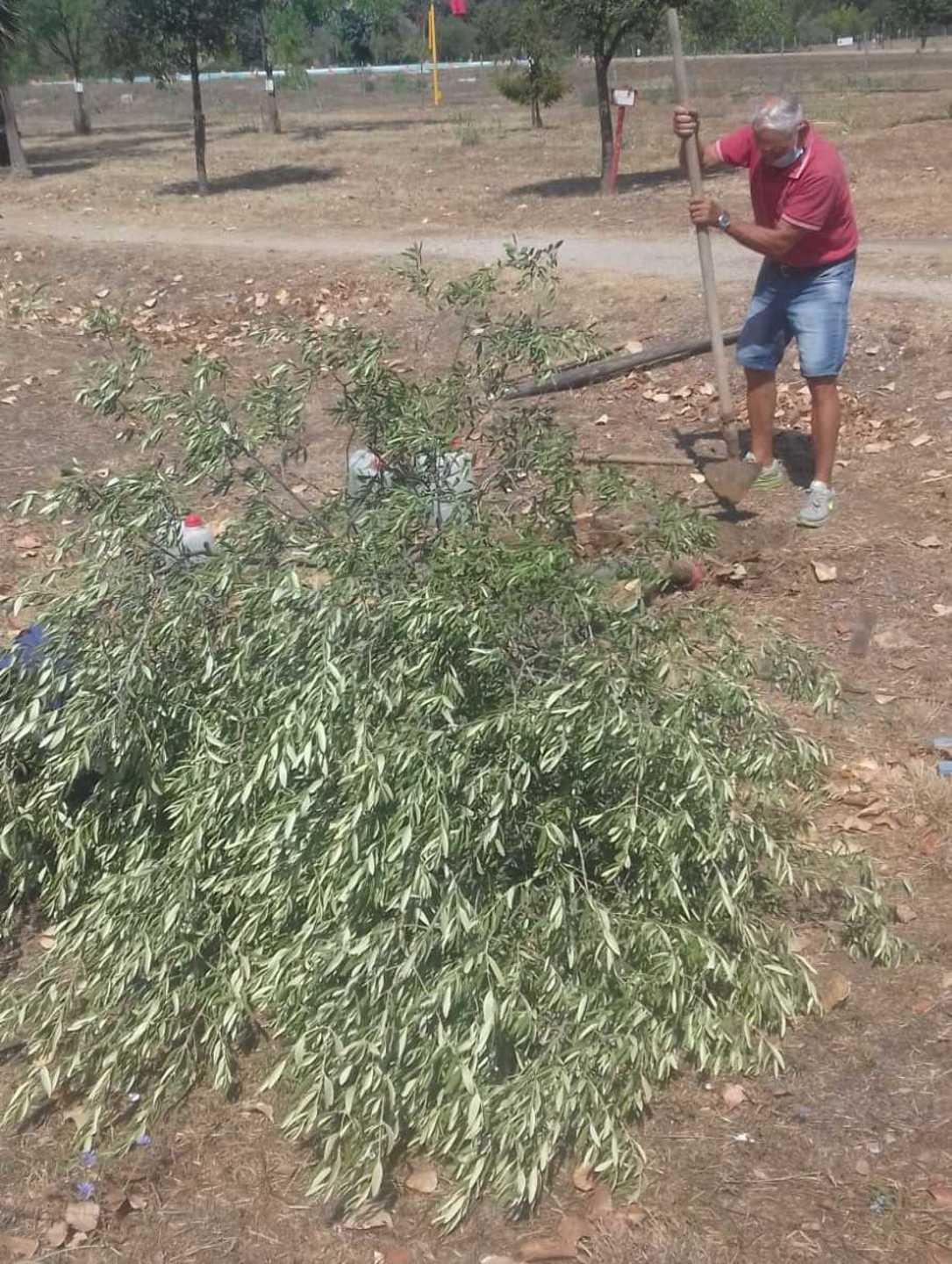Sradicato un olivo al parco della Gioventù Buti lo rimette a posto