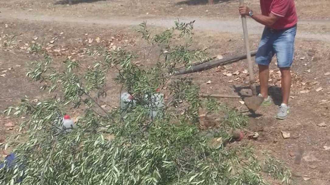 Sradicato un olivo al parco della Gioventù Buti lo rimette a posto