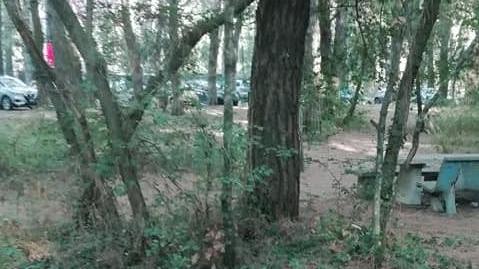 Rifiuti abbandonati in pineta