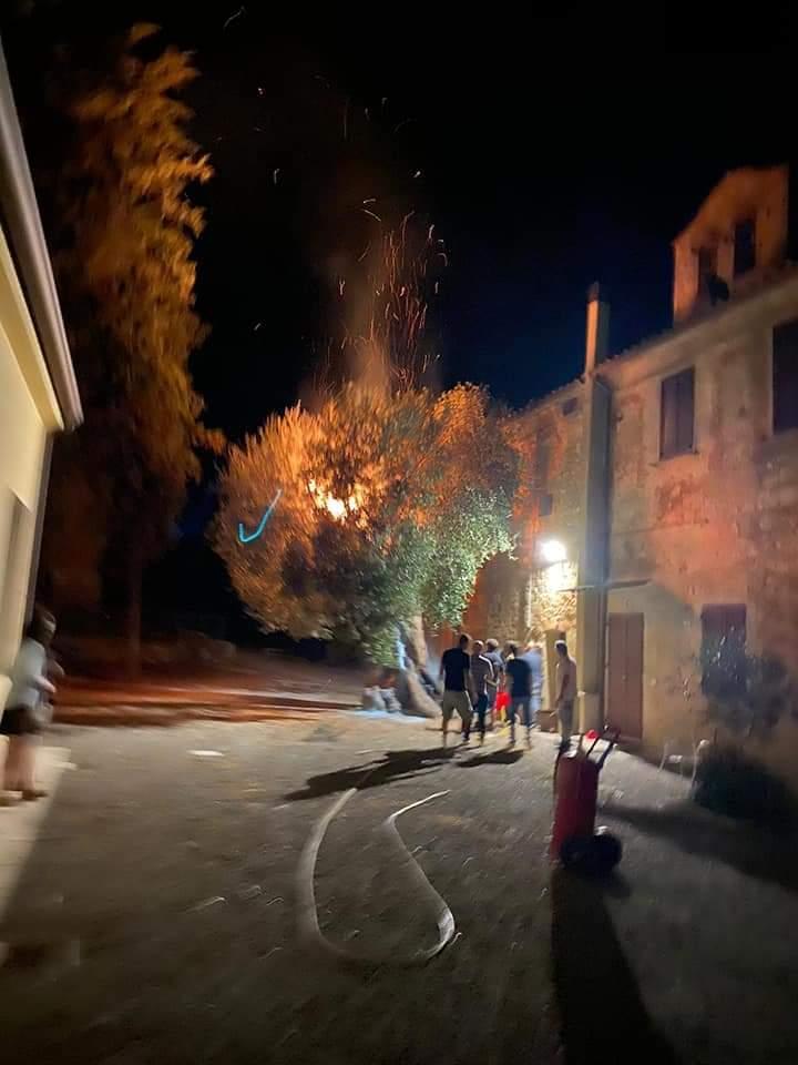 L'olivo secolare di Magliano dato alle fiamme nella notte