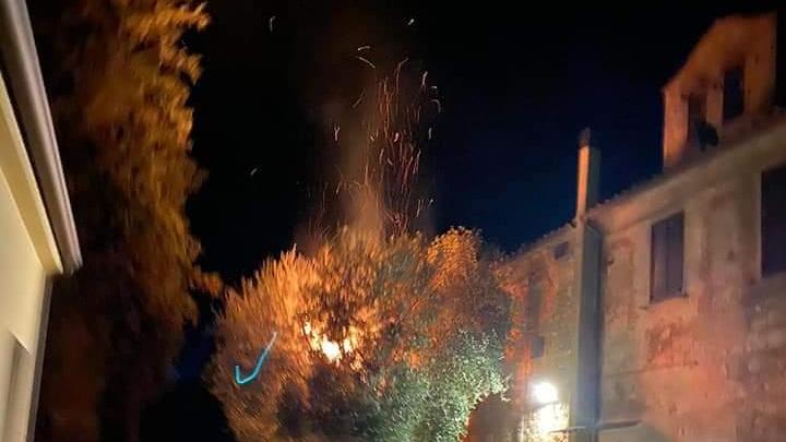 L'olivo secolare di Magliano dato alle fiamme nella notte