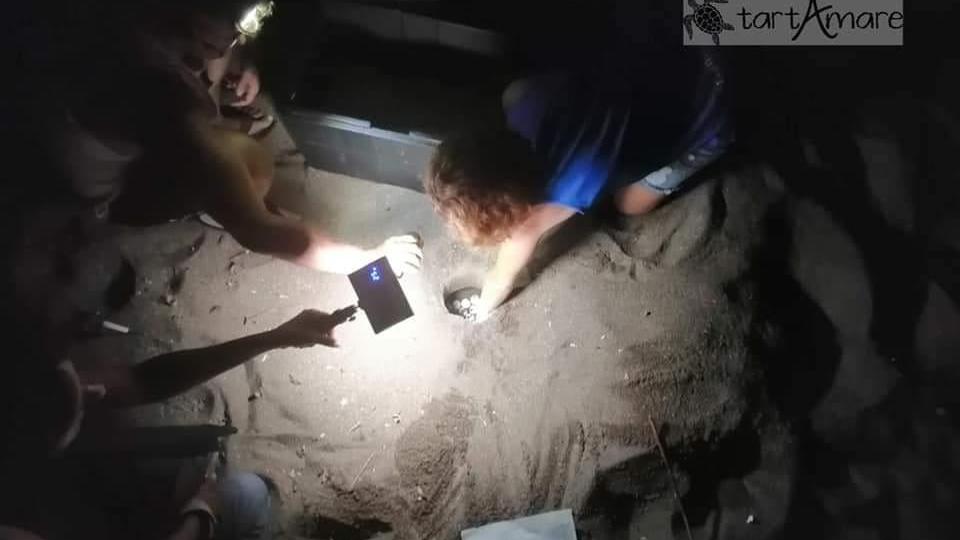 A Rimigliano un nuovo nido di tartaruga Caretta Caretta