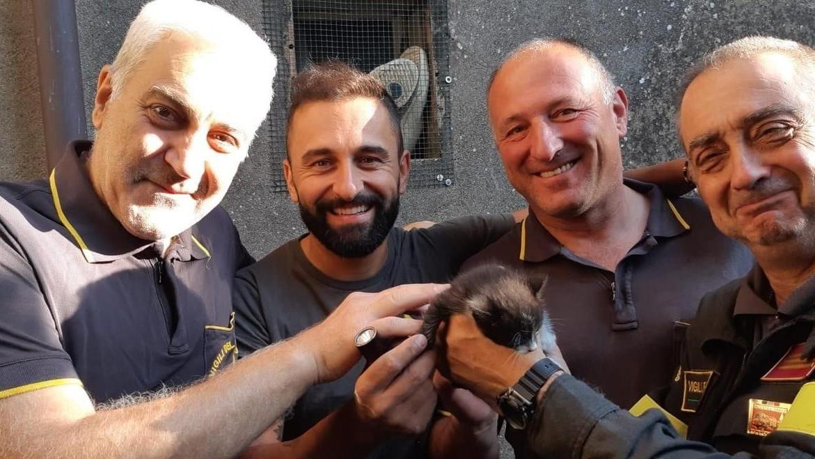 Gattino salvato in extremis grazie a uno stratagemma ideato dai vigili del fuoco