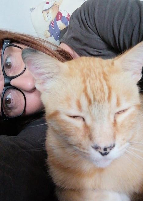 Gatto sparito, Masi Torello è tappezzata di annunci 