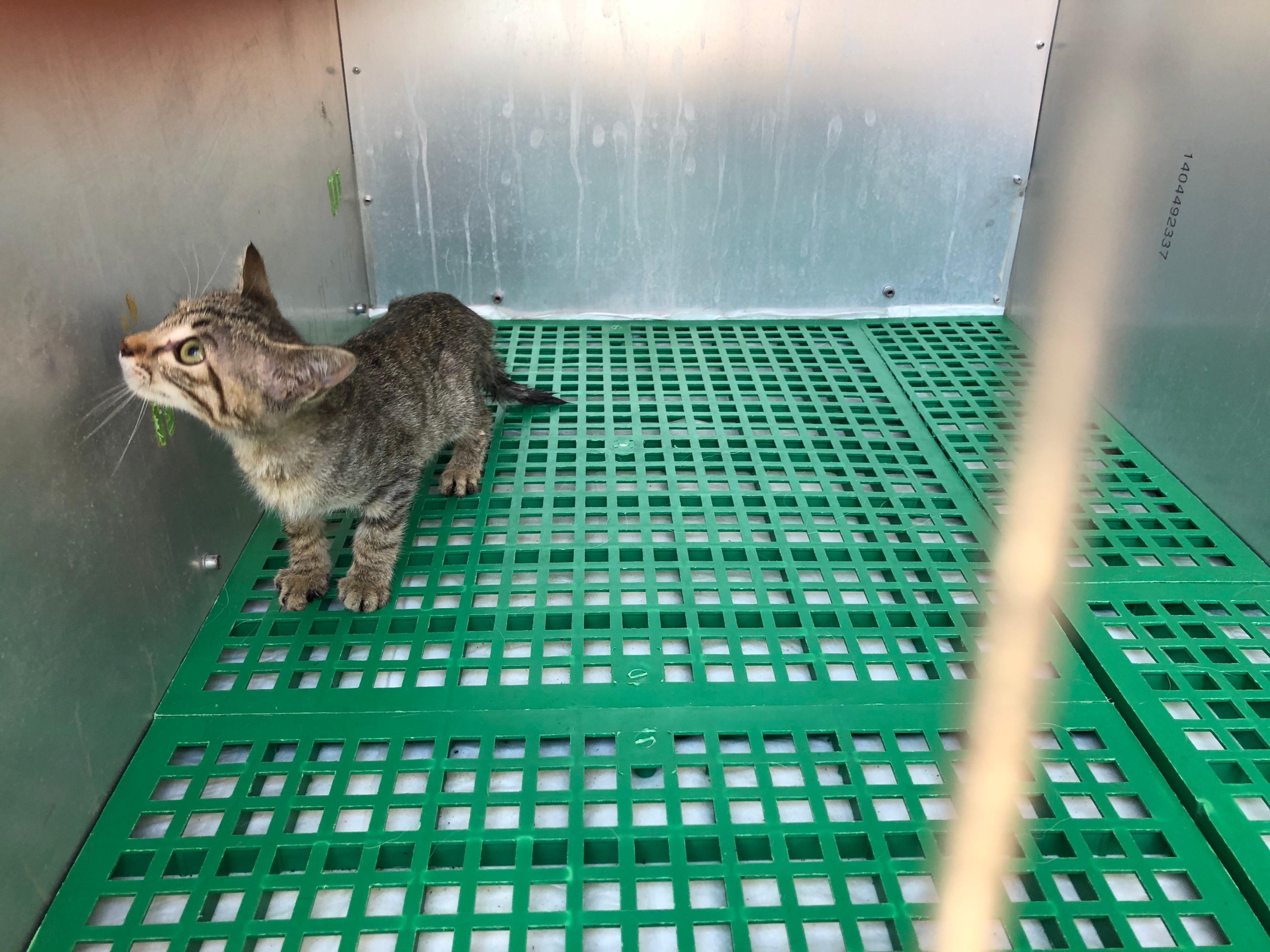 Il gatto recuperato dai vigili del fuoco e dall'associazione Earth Prato