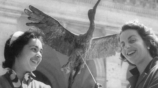 L’airone e la rana con le giovani mescitrici