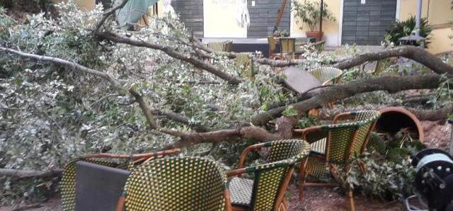 Il leccio che, in pochi secondi, si è abbattuto su tavoli e sedie che sono posizionati all’esterno della Limonaia per accogliere i clienti