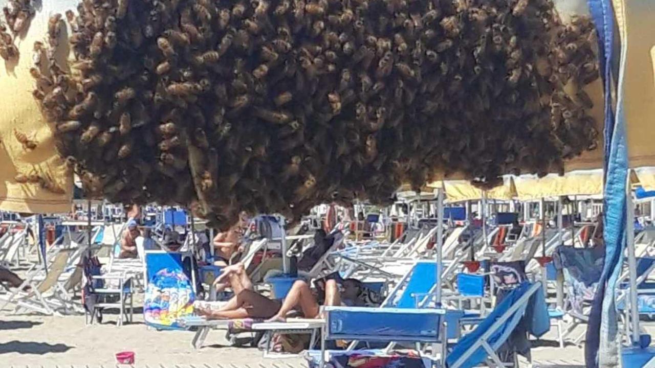 Al bagno Roma sciame di api: interviene l’apicoltore