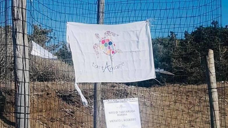 Nuovo nido di Caretta Caretta sulla spiaggia di Rimigliano