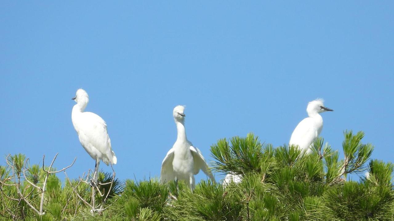 Il parco della Crociere riapre domani Oggi le pulizie