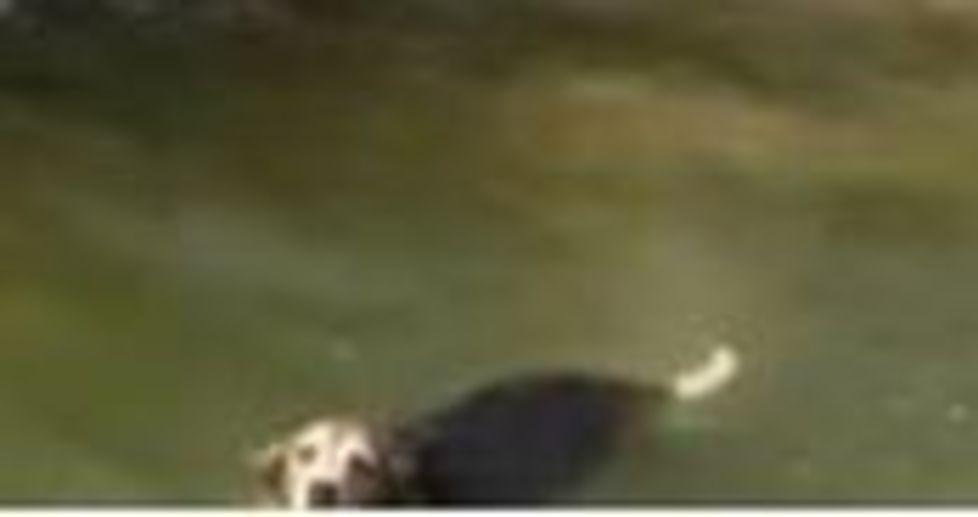 Cane e proprietario bloccati dentro il canale artificiale