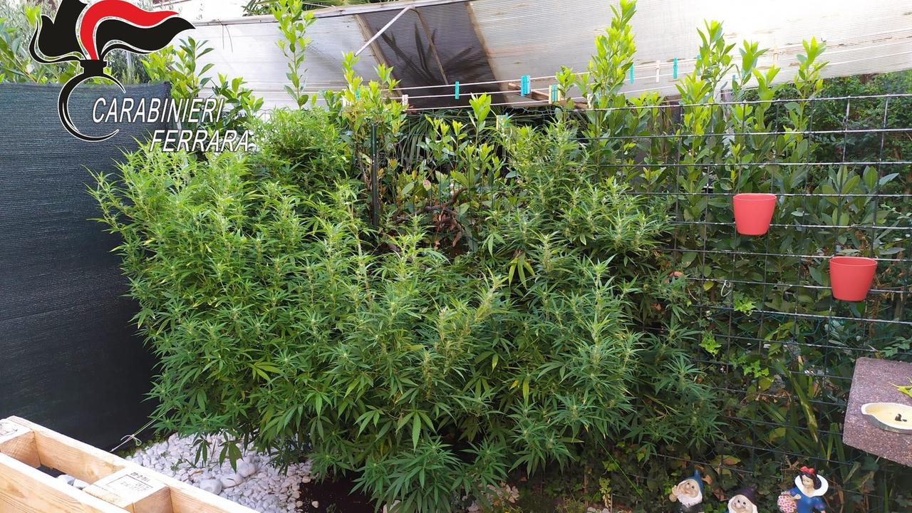 Argenta, aveva un pianta di marijuana alta due metri in giardino