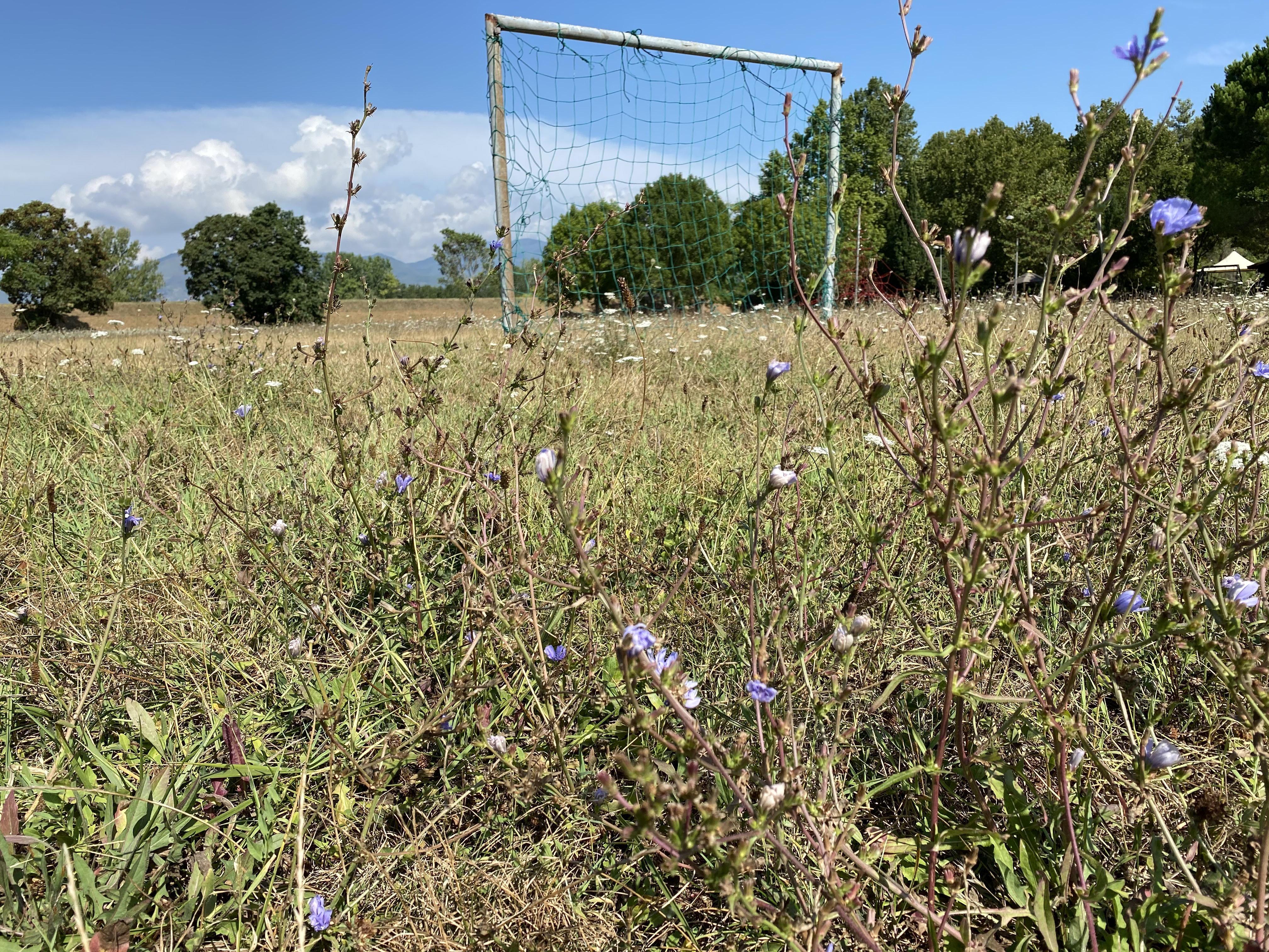 Le erbacce che rendono impraticabile buona parte del Parco dei Salici