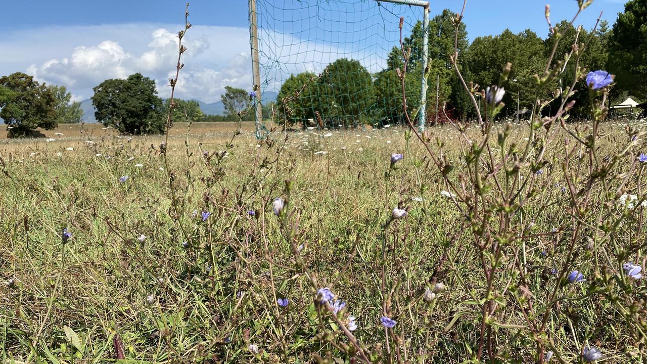 Le erbacce che rendono impraticabile buona parte del Parco dei Salici