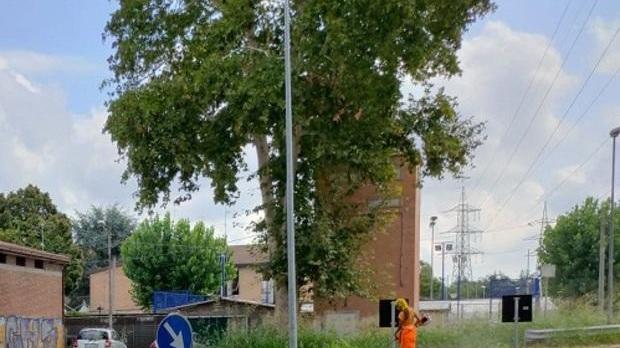 Ferrara e il taglio dell’erba: esame di riparazione per il Comune