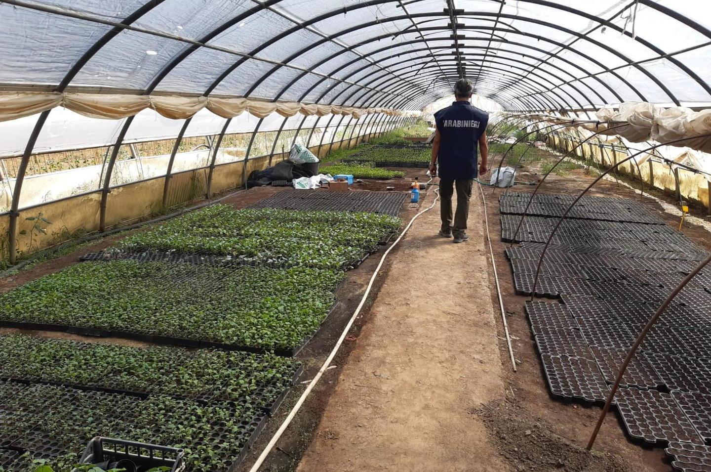 Nei guai titolare di un’azienda agricola di Empoli. Sequestrata un’area di oltre tre ettari 