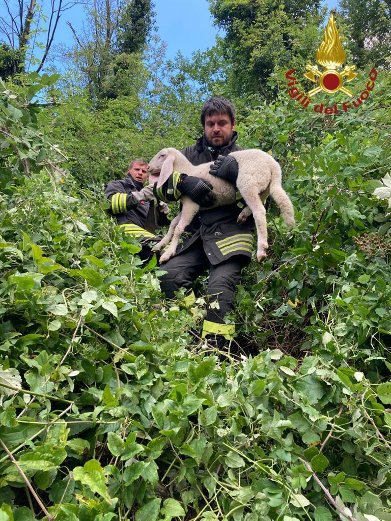 Palagano, pecorella smarrita recuperata dai vigil del fuoco 
