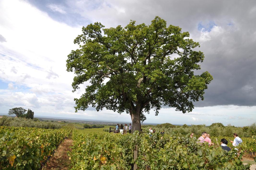 La quercia secolare immersa tra le vigne dell'Ornellaia (foto Falorni)