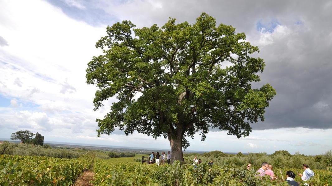 La quercia secolare immersa tra le vigne dell'Ornellaia (foto Falorni)